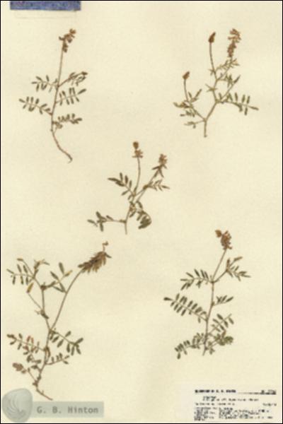 URN_catalog_HBHinton_herbarium_21944.jpg.jpg