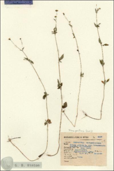 URN_catalog_HBHinton_herbarium_4546.jpg.jpg