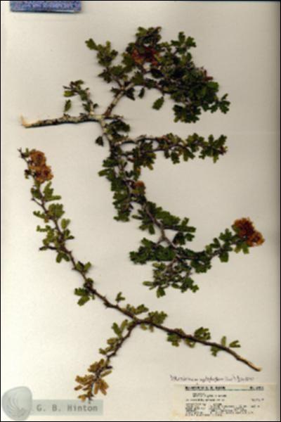 URN_catalog_HBHinton_herbarium_20813.jpg.jpg