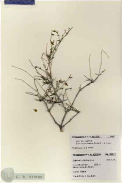 URN_catalog_HBHinton_herbarium_28512.jpg.jpg