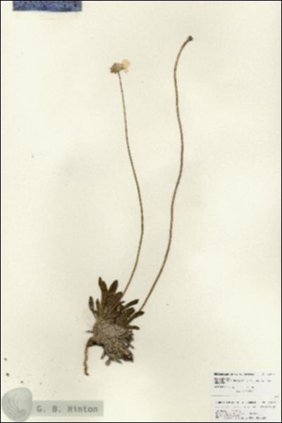 URN_catalog_HBHinton_herbarium_25980.jpg.jpg