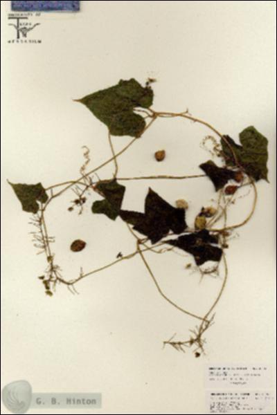 URN_catalog_HBHinton_herbarium_26056.jpg.jpg