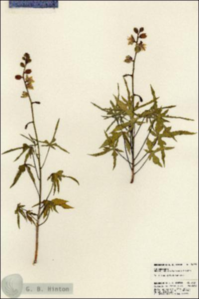 URN_catalog_HBHinton_herbarium_24255.jpg.jpg