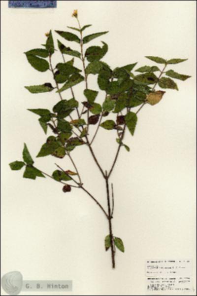URN_catalog_HBHinton_herbarium_25684.jpg.jpg