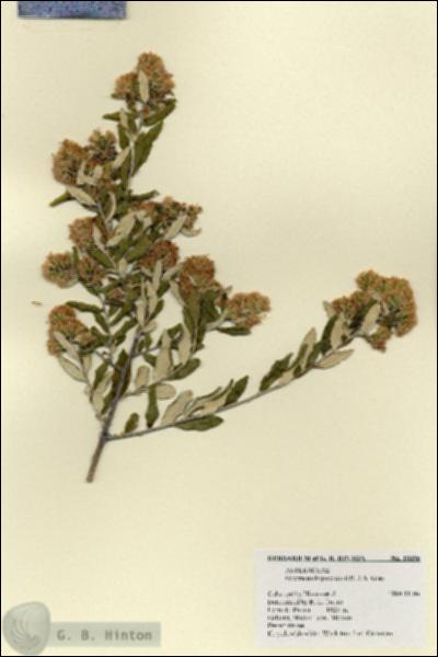 URN_catalog_HBHinton_herbarium_18096.jpg.jpg