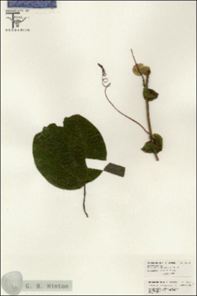 URN_catalog_HBHinton_herbarium_26375.jpg.jpg