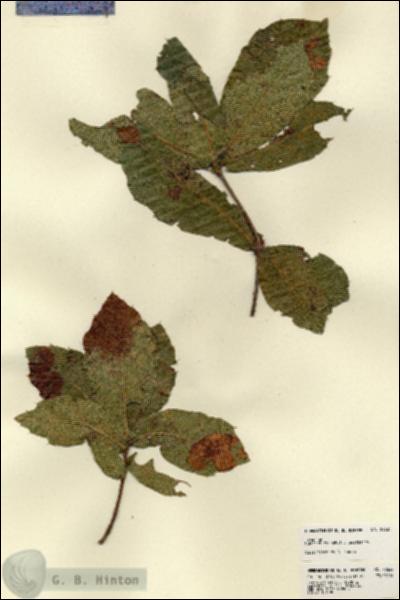 URN_catalog_HBHinton_herbarium_22624.jpg.jpg