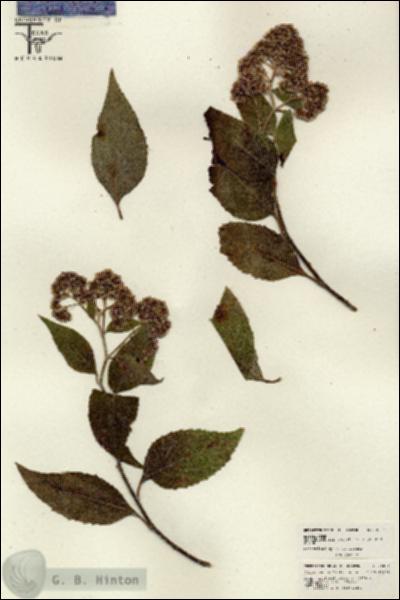 URN_catalog_HBHinton_herbarium_26094.jpg.jpg