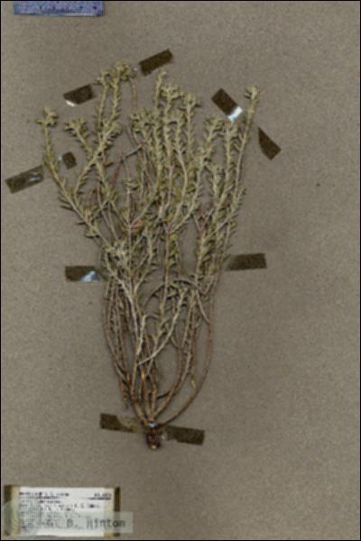 URN_catalog_HBHinton_herbarium_18170.jpg.jpg