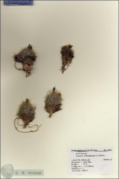 URN_catalog_HBHinton_herbarium_28276.jpg.jpg