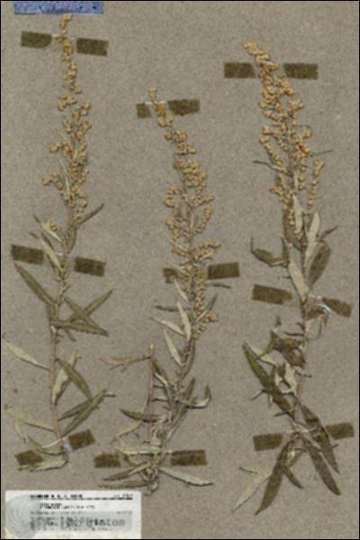 URN_catalog_HBHinton_herbarium_19817.jpg.jpg