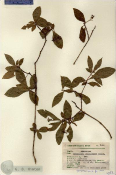 URN_catalog_HBHinton_herbarium_7042.jpg.jpg