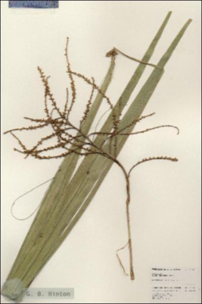 URN_catalog_HBHinton_herbarium_25261.jpg.jpg