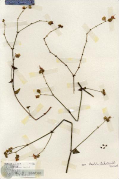 URN_catalog_HBHinton_herbarium_19206.jpg.jpg