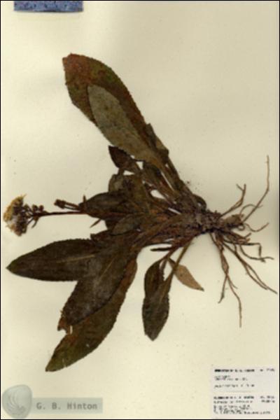 URN_catalog_HBHinton_herbarium_22684.jpg.jpg