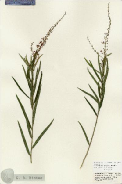 URN_catalog_HBHinton_herbarium_24305.jpg.jpg