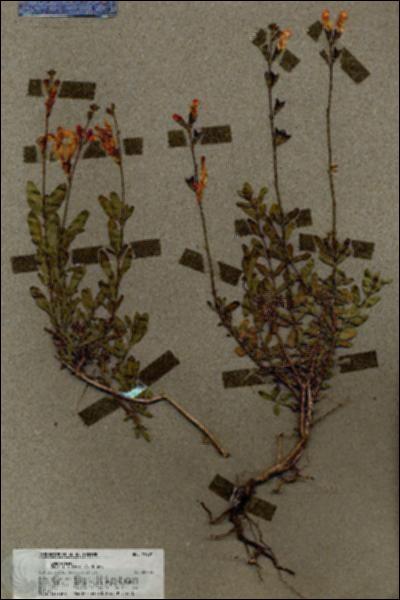 URN_catalog_HBHinton_herbarium_19601.jpg.jpg