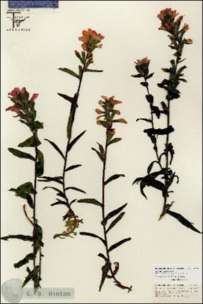 URN_catalog_HBHinton_herbarium_26737.jpg.jpg