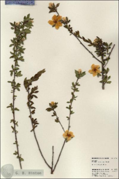 URN_catalog_HBHinton_herbarium_24144.jpg.jpg