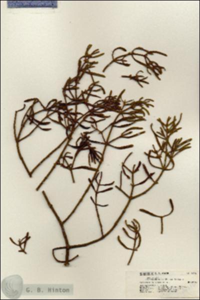 URN_catalog_HBHinton_herbarium_19716.jpg.jpg