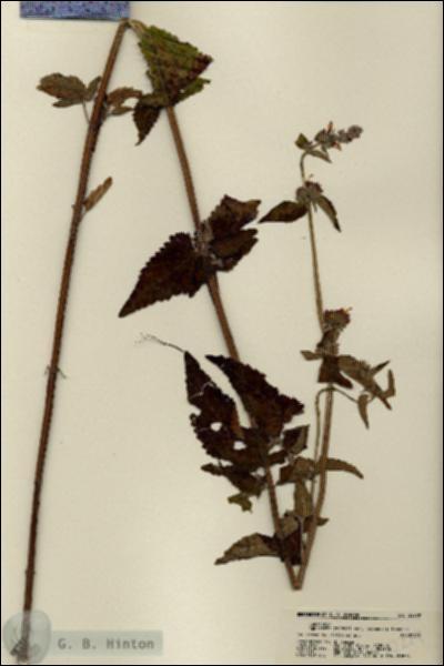 URN_catalog_HBHinton_herbarium_22229.jpg.jpg