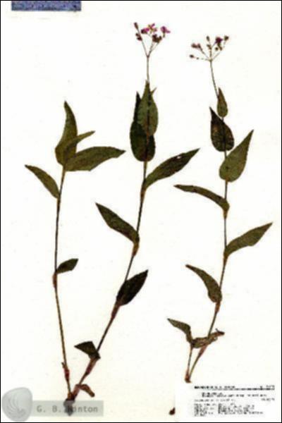 URN_catalog_HBHinton_herbarium_21023.jpg.jpg