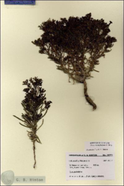 URN_catalog_HBHinton_herbarium_28771.jpg.jpg