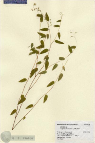 URN_catalog_HBHinton_herbarium_14739.jpg.jpg