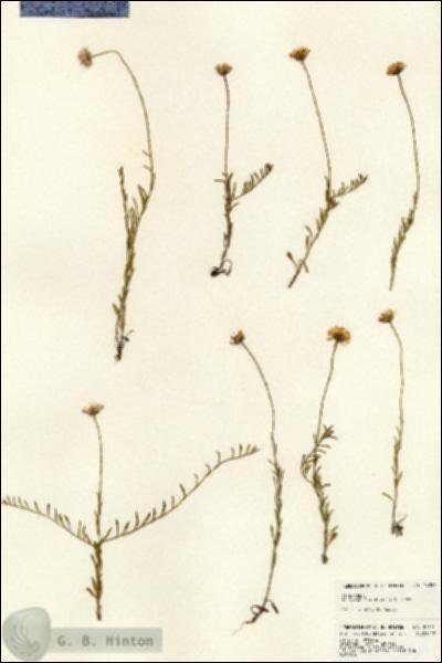 URN_catalog_HBHinton_herbarium_24391.jpg.jpg