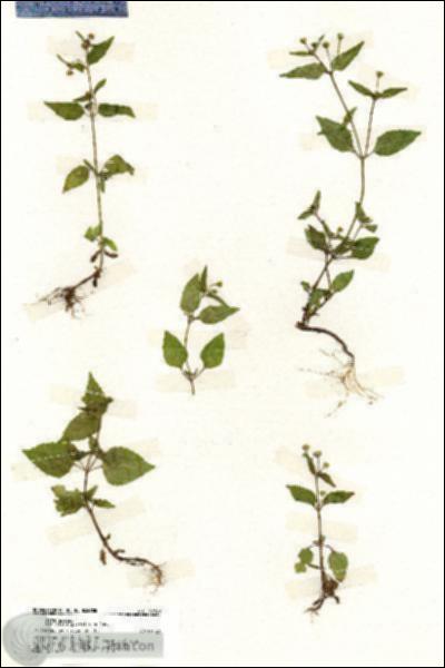 URN_catalog_HBHinton_herbarium_19789.jpg.jpg