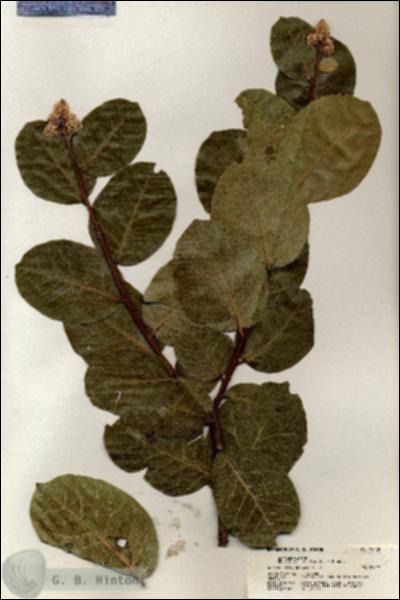 URN_catalog_HBHinton_herbarium_21068.jpg.jpg