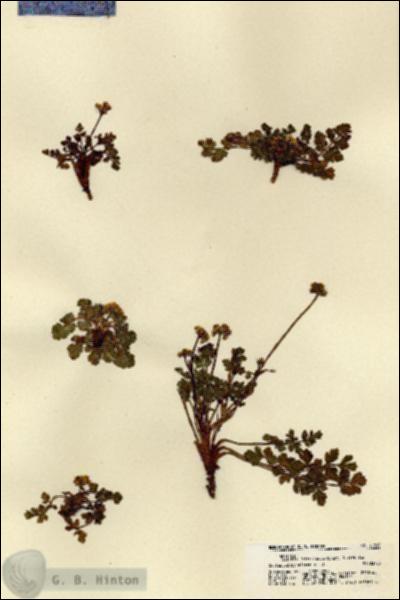 URN_catalog_HBHinton_herbarium_21810.jpg.jpg