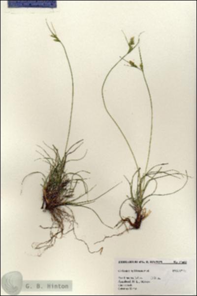 URN_catalog_HBHinton_herbarium_27408.jpg.jpg