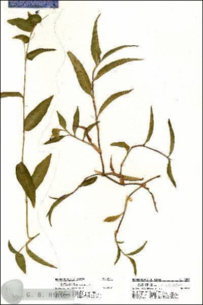URN_catalog_HBHinton_herbarium_20551.jpg.jpg