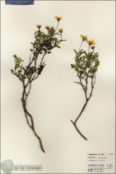 URN_catalog_HBHinton_herbarium_23061.jpg.jpg