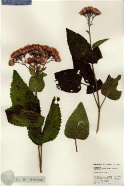 URN_catalog_HBHinton_herbarium_25091.jpg.jpg