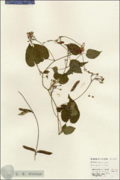 URN_catalog_HBHinton_herbarium_25138.jpg.jpg