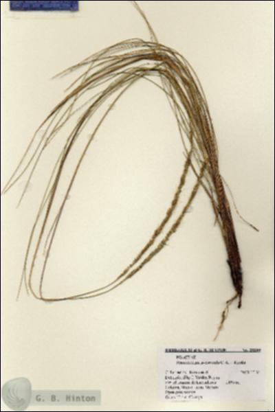 URN_catalog_HBHinton_herbarium_28080.jpg.jpg
