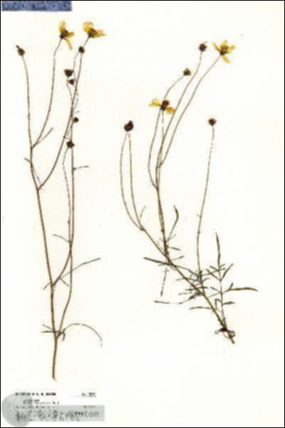 URN_catalog_HBHinton_herbarium_20711.jpg.jpg