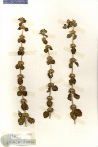 URN_catalog_HBHinton_herbarium_17141.jpg.jpg