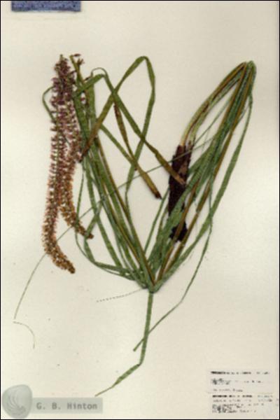 URN_catalog_HBHinton_herbarium_24870.jpg.jpg