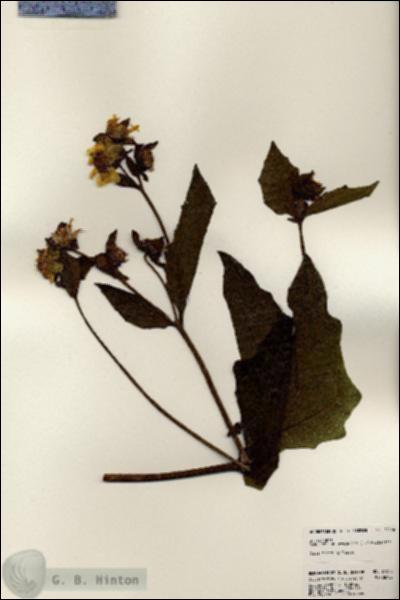URN_catalog_HBHinton_herbarium_24556.jpg.jpg