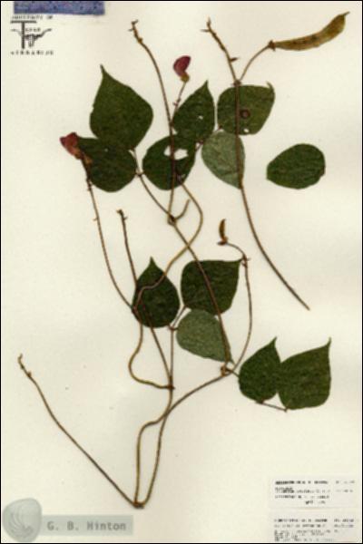 URN_catalog_HBHinton_herbarium_26242.jpg.jpg