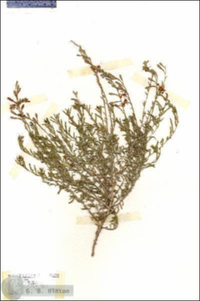 URN_catalog_HBHinton_herbarium_17144.jpg.jpg