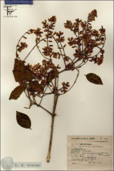 URN_catalog_HBHinton_herbarium_7320.jpg.jpg
