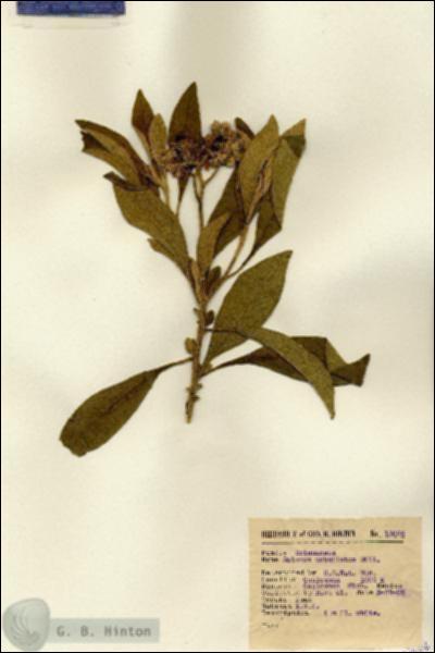URN_catalog_HBHinton_herbarium_13666.jpg.jpg
