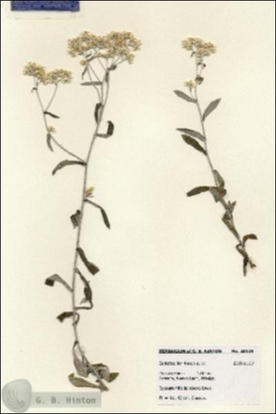 URN_catalog_HBHinton_herbarium_28128.jpg.jpg