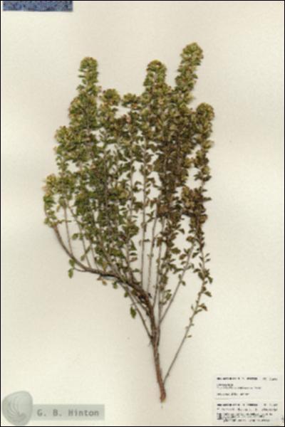 URN_catalog_HBHinton_herbarium_24942.jpg.jpg