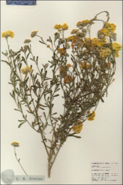 URN_catalog_HBHinton_herbarium_24729.jpg.jpg