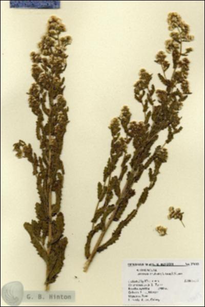 URN_catalog_HBHinton_herbarium_27613.jpg.jpg